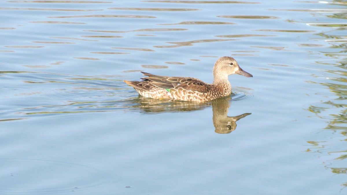 Blue-winged Teal - ML644382583