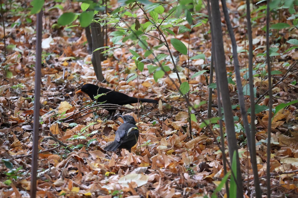 Eurasian Blackbird - ML644382588