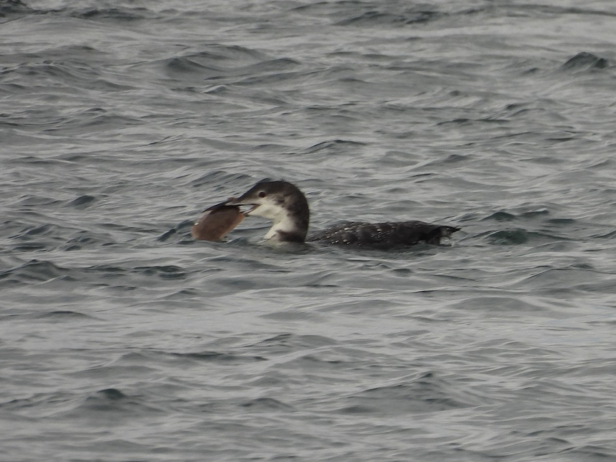Common Loon - ML644382589