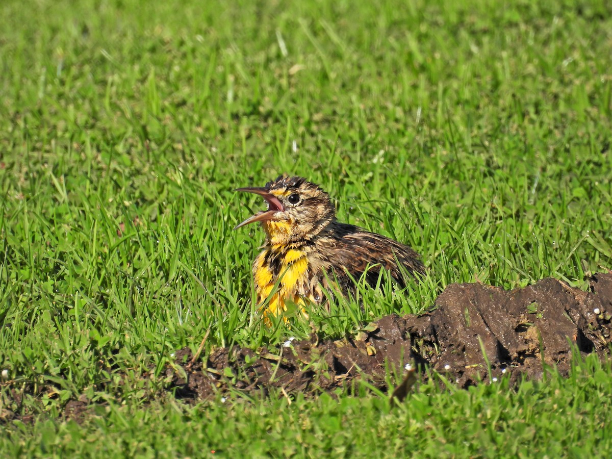 Western Meadowlark - ML644382590
