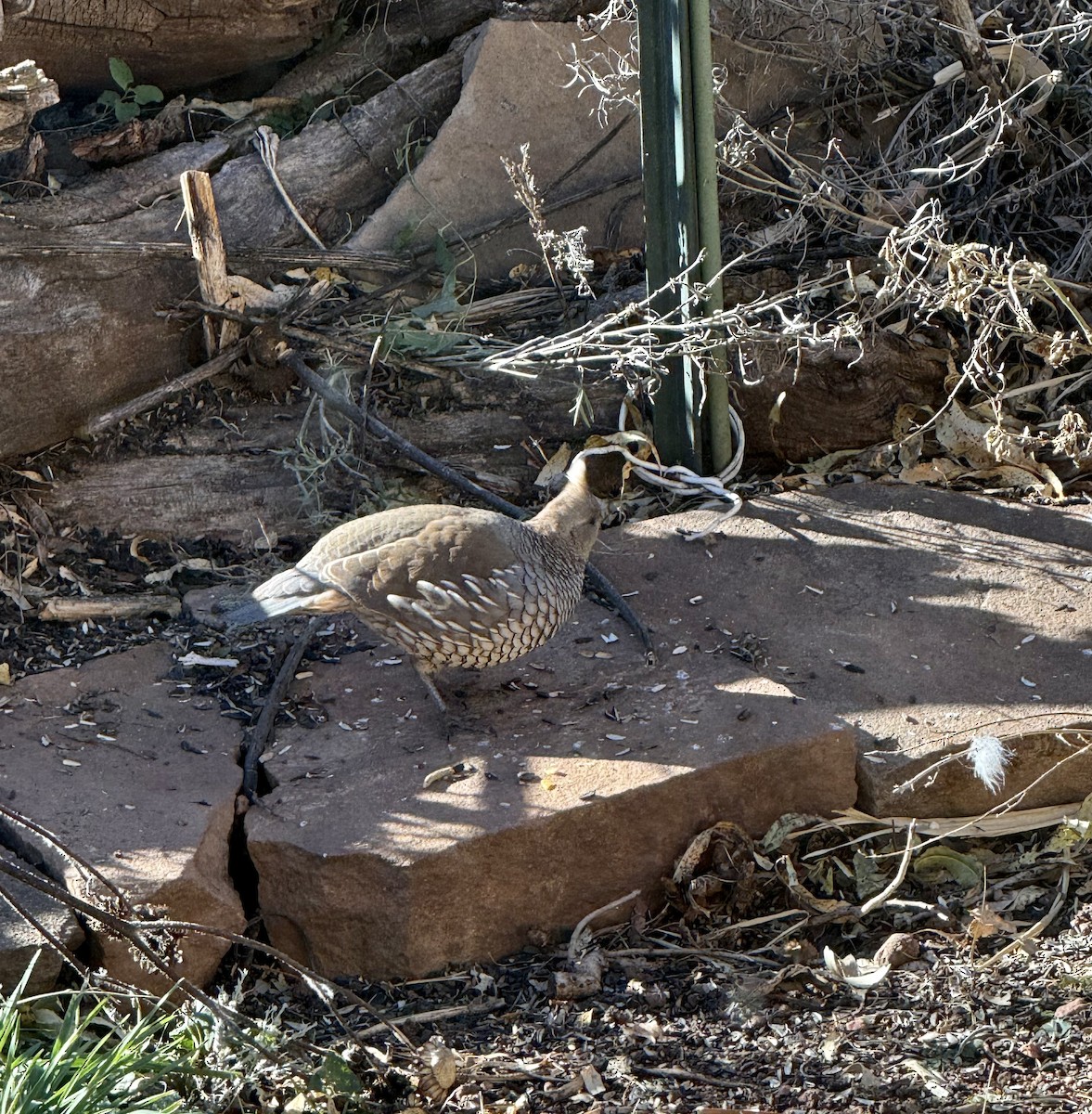 Scaled Quail - ML644382591