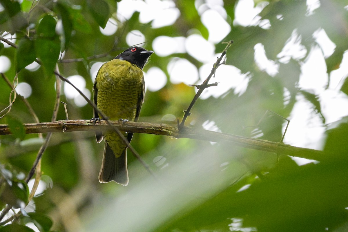 Black-headed Berryeater - ML644382592