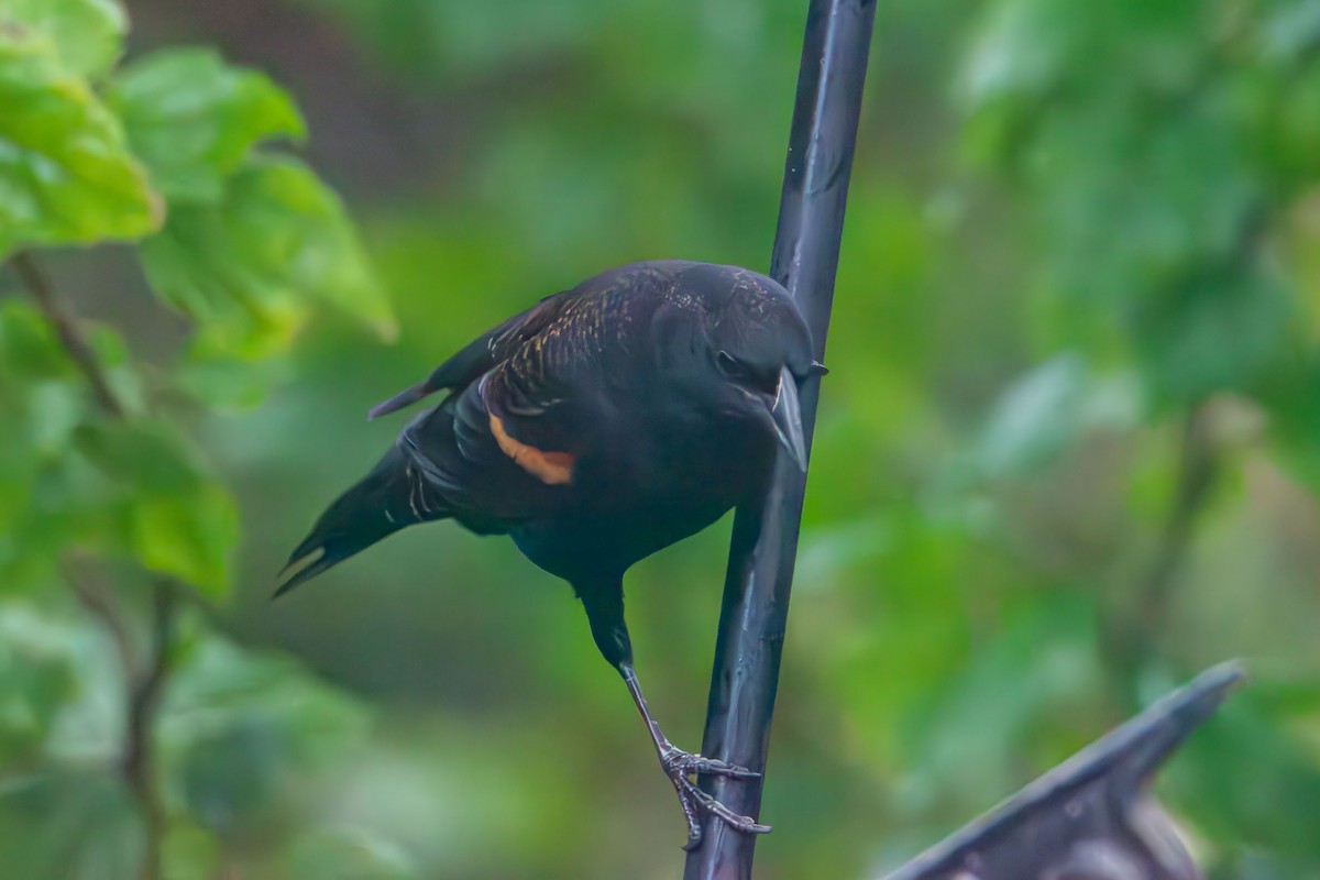 Red-winged Blackbird - ML644382593