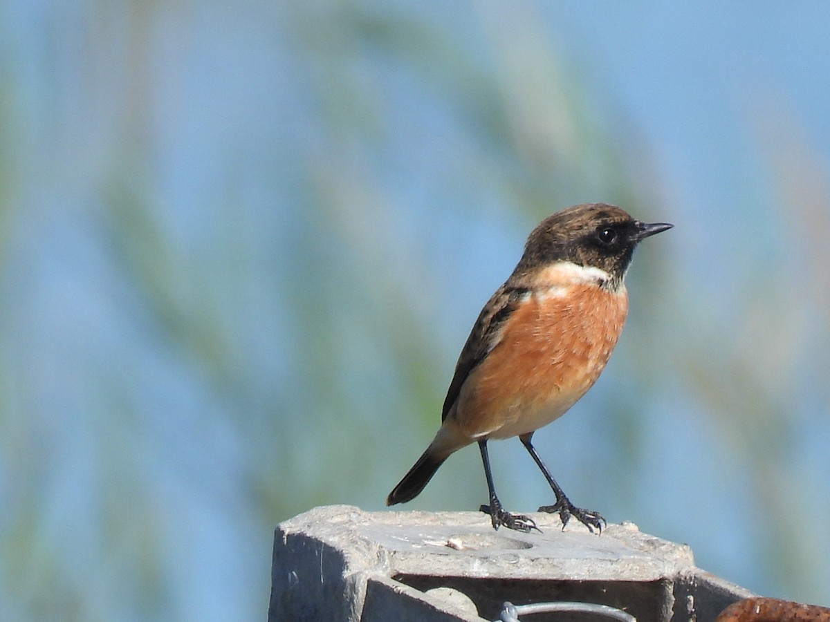 European Stonechat - ML644382595