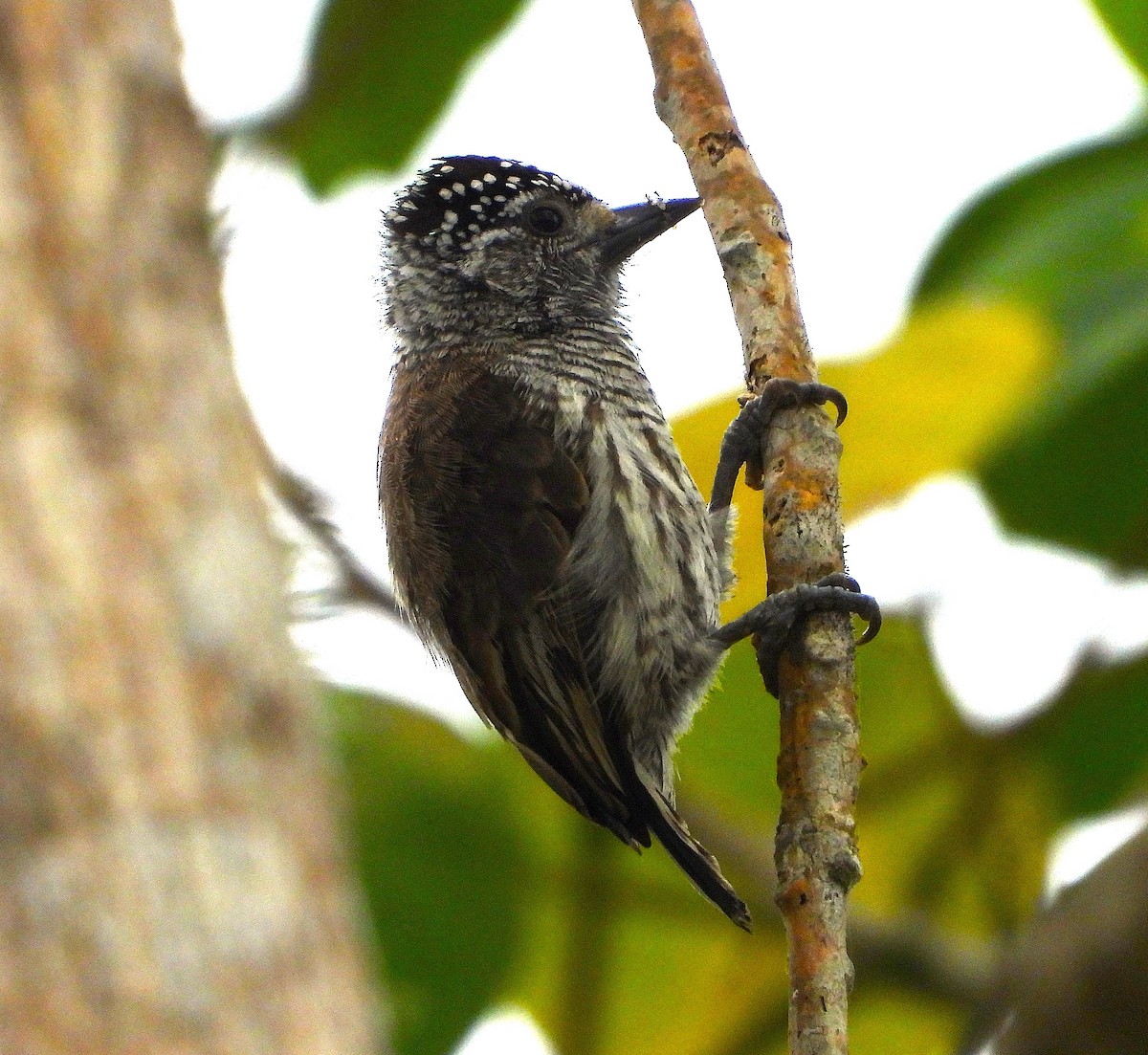 Ecuadorian Piculet - ML644382596