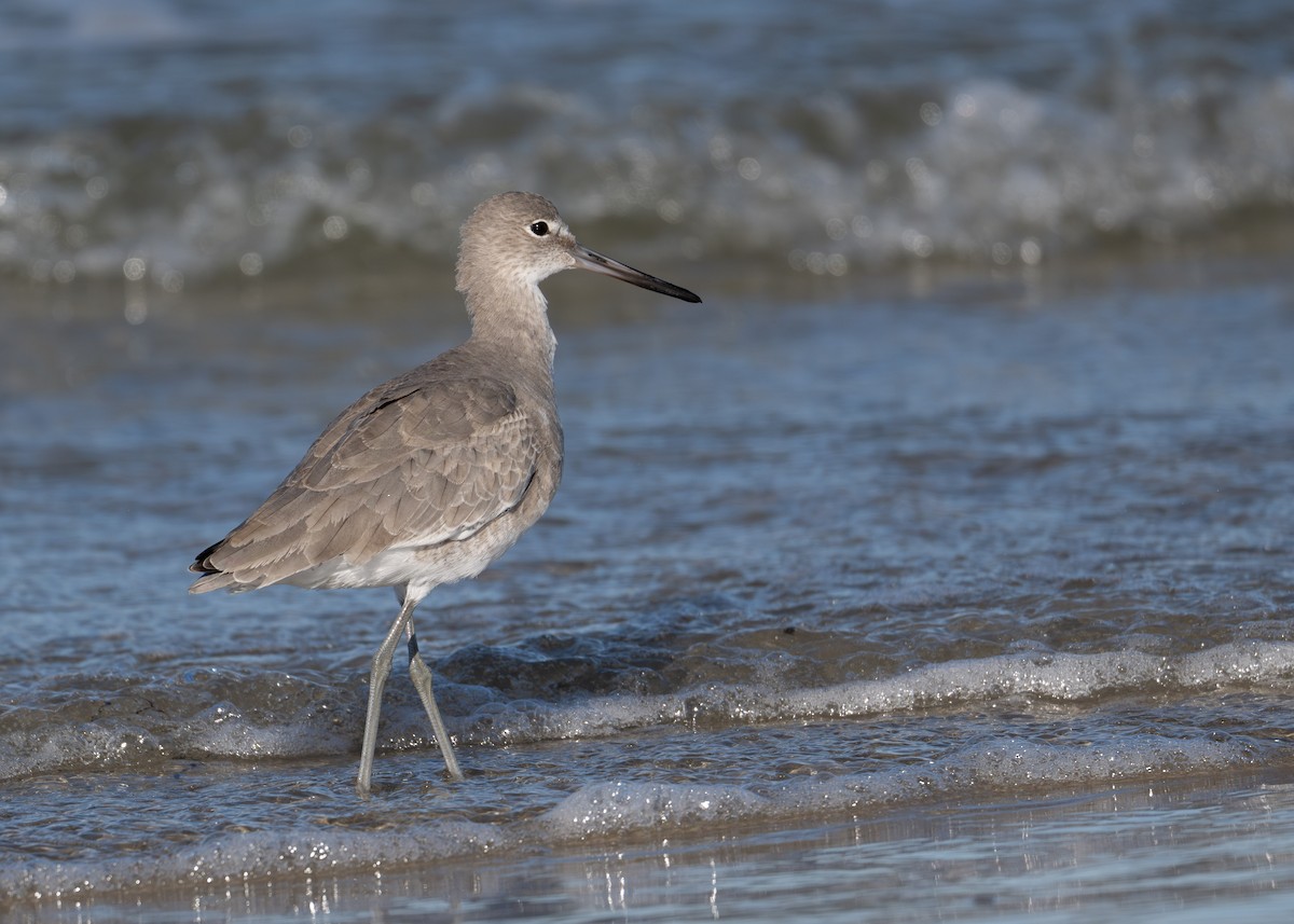 Willet (Western) - ML644382599