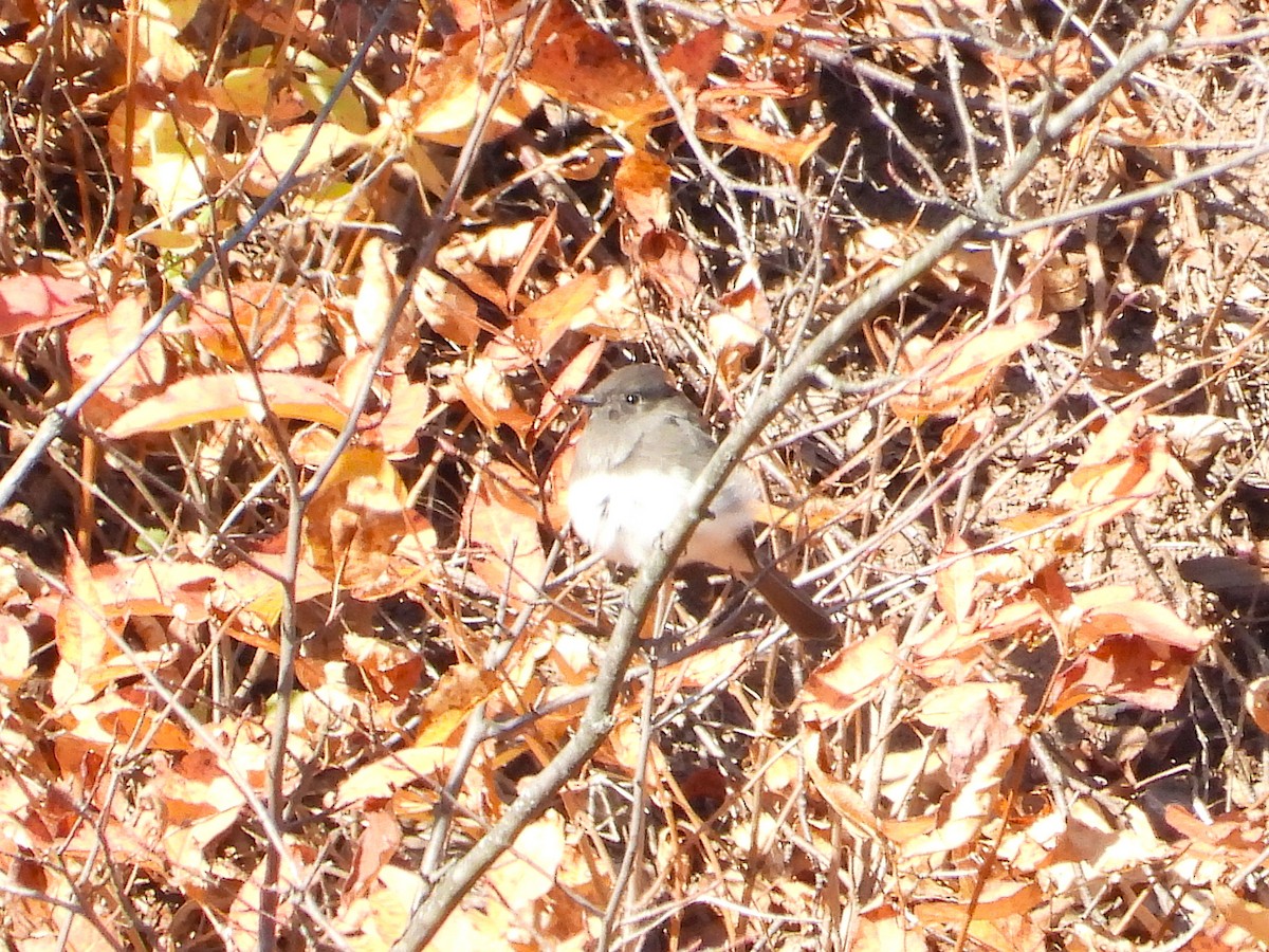 Black Phoebe - ML644382601