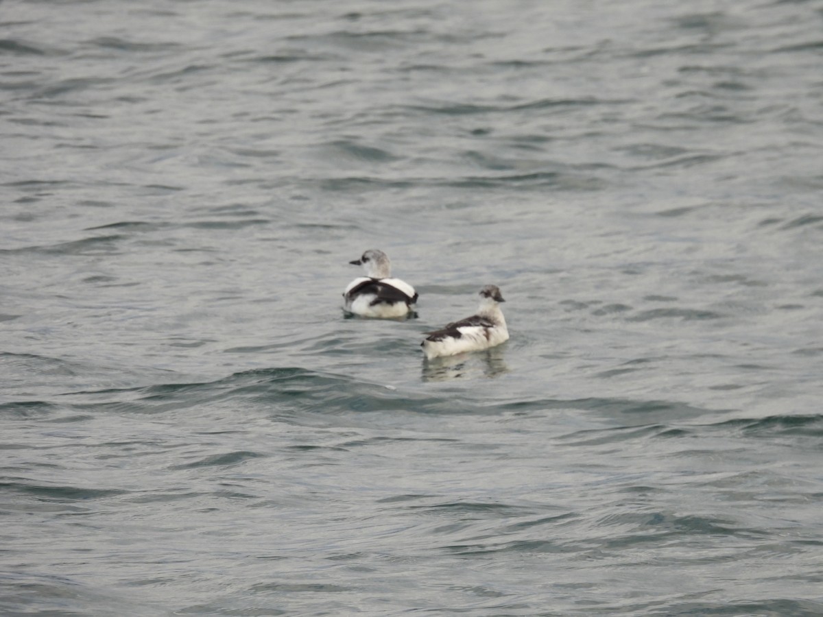 Black Guillemot - ML644382602