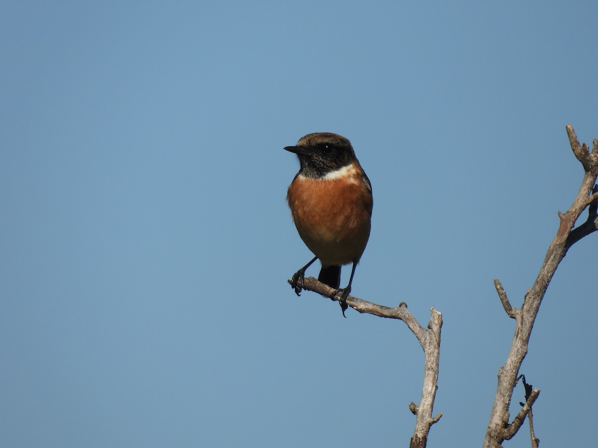 European Stonechat - ML644382603