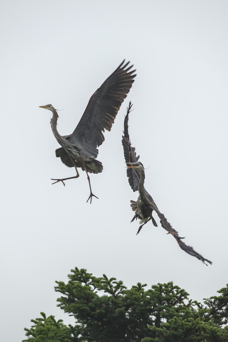 Great Blue Heron - ML644382608