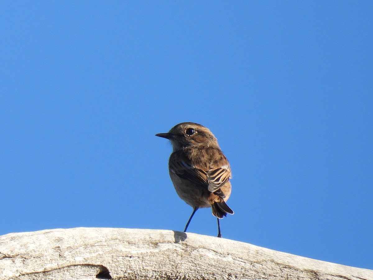 European Stonechat - ML644382610