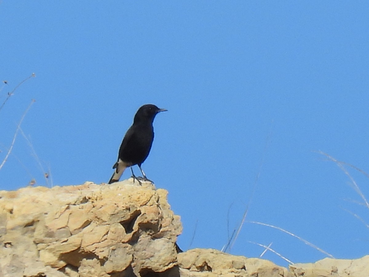 Black Wheatear - ML644382611