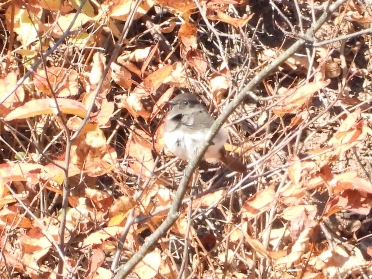 Black Phoebe - ML644382612