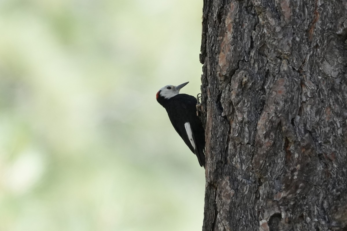 White-headed Woodpecker - ML644382613