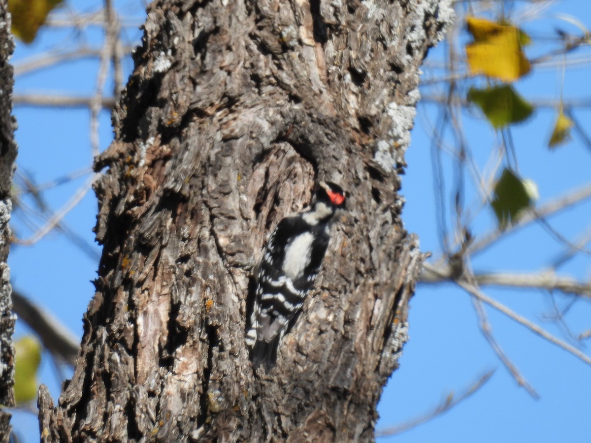 Downy Woodpecker - ML644382614
