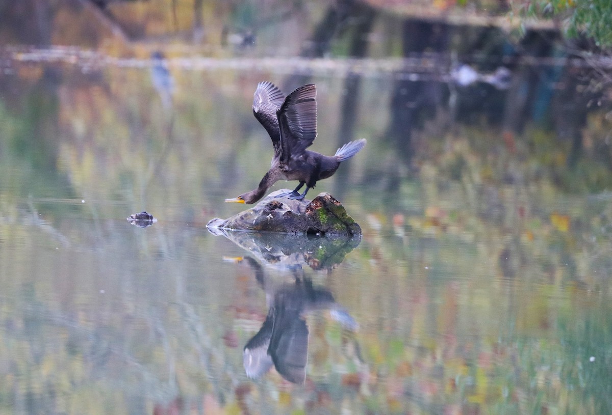 Double-crested Cormorant - ML644382615