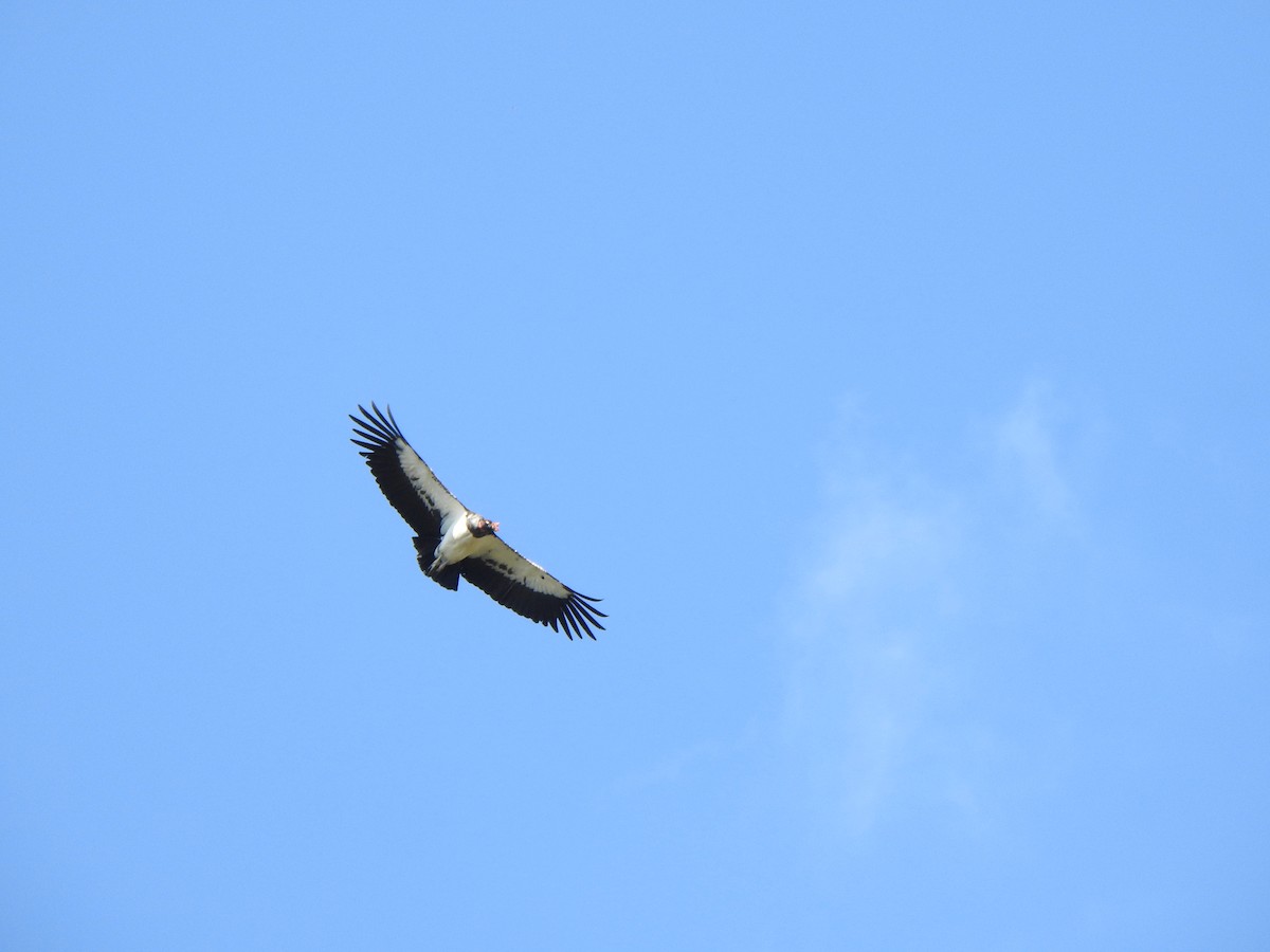 King Vulture - ML644382616