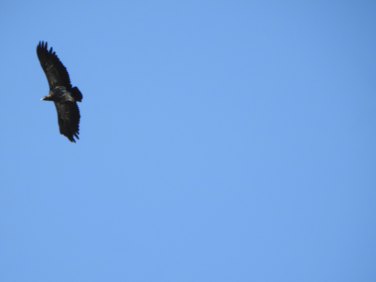 King Vulture - ML644382619