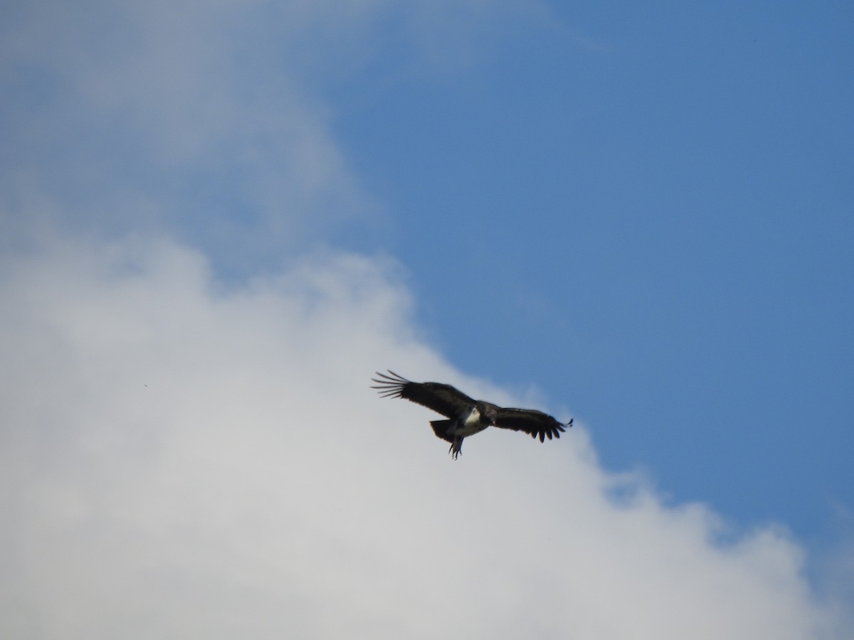 King Vulture - ML644382621