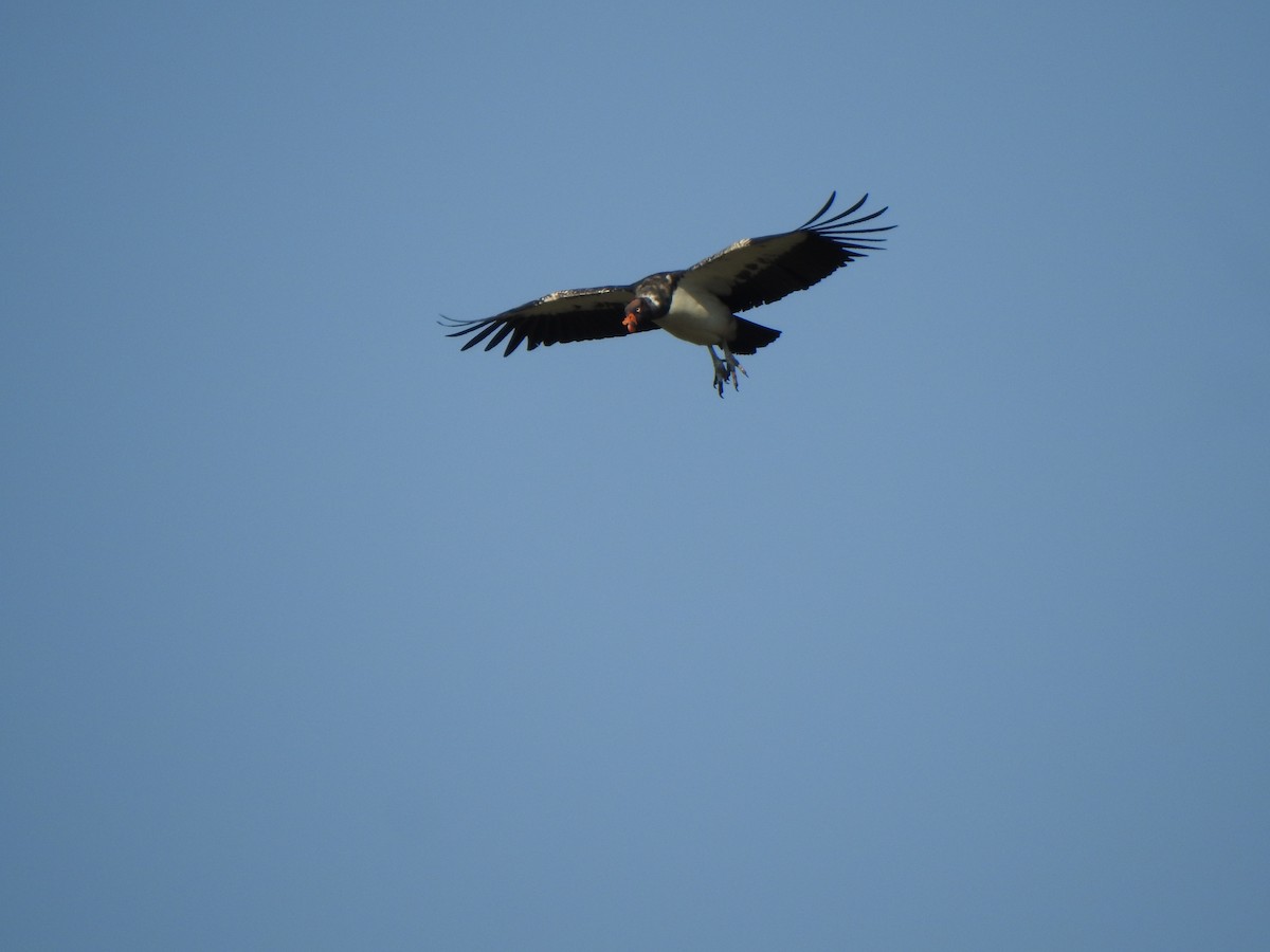 King Vulture - ML644382622