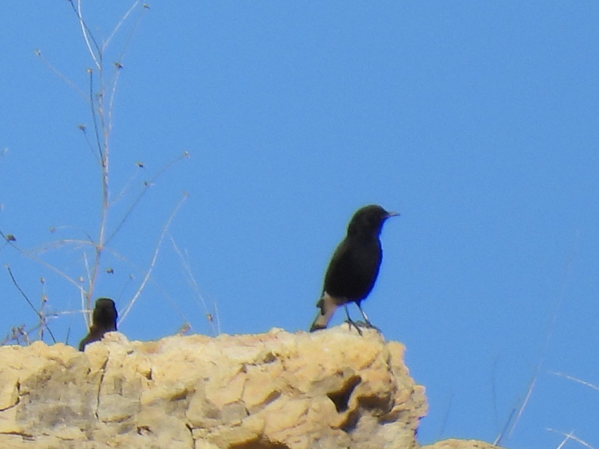 Black Wheatear - ML644382623