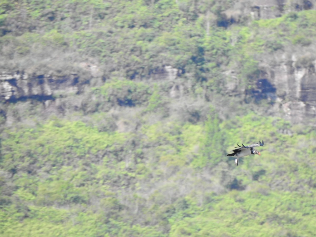 King Vulture - ML644382624