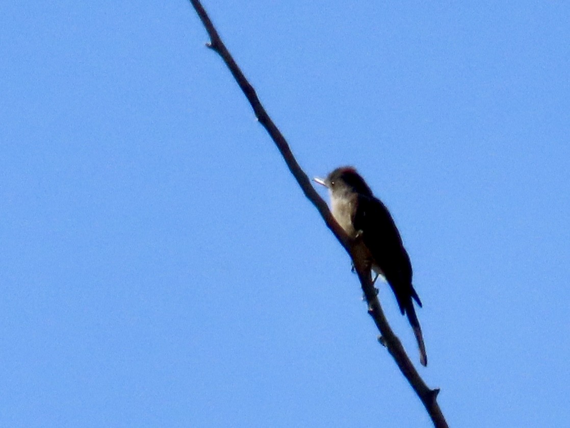 Moucherolle de Coues - ML644382629