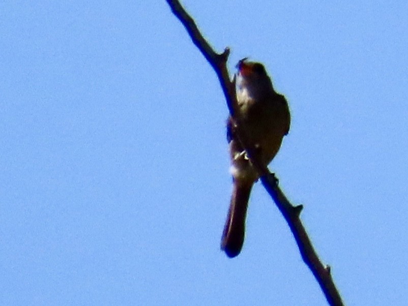 Moucherolle de Coues - ML644382630