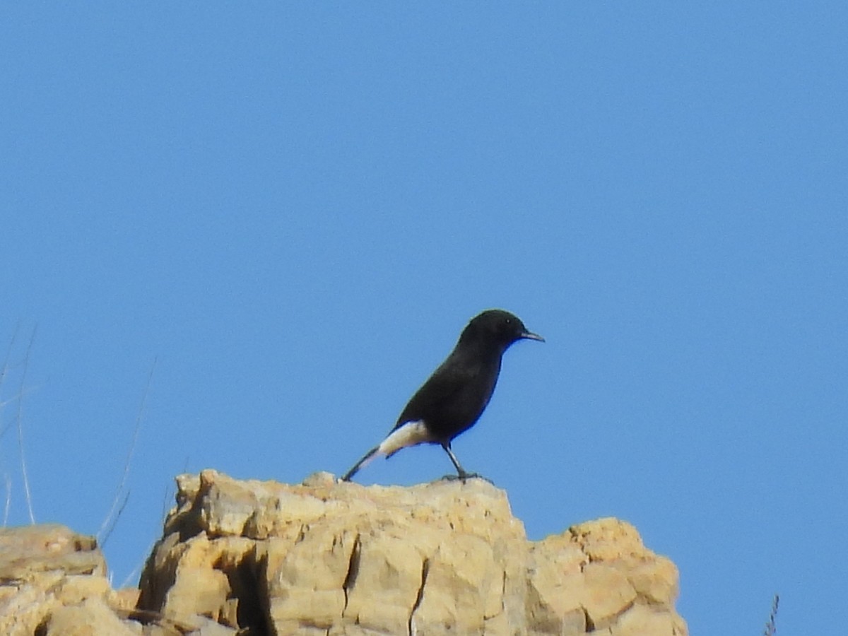 Black Wheatear - ML644382632