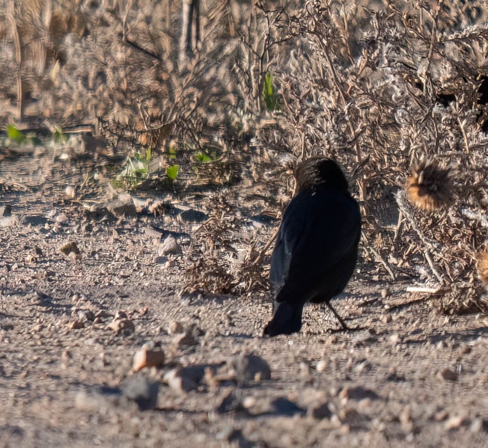 Brown-headed Cowbird - ML644382633
