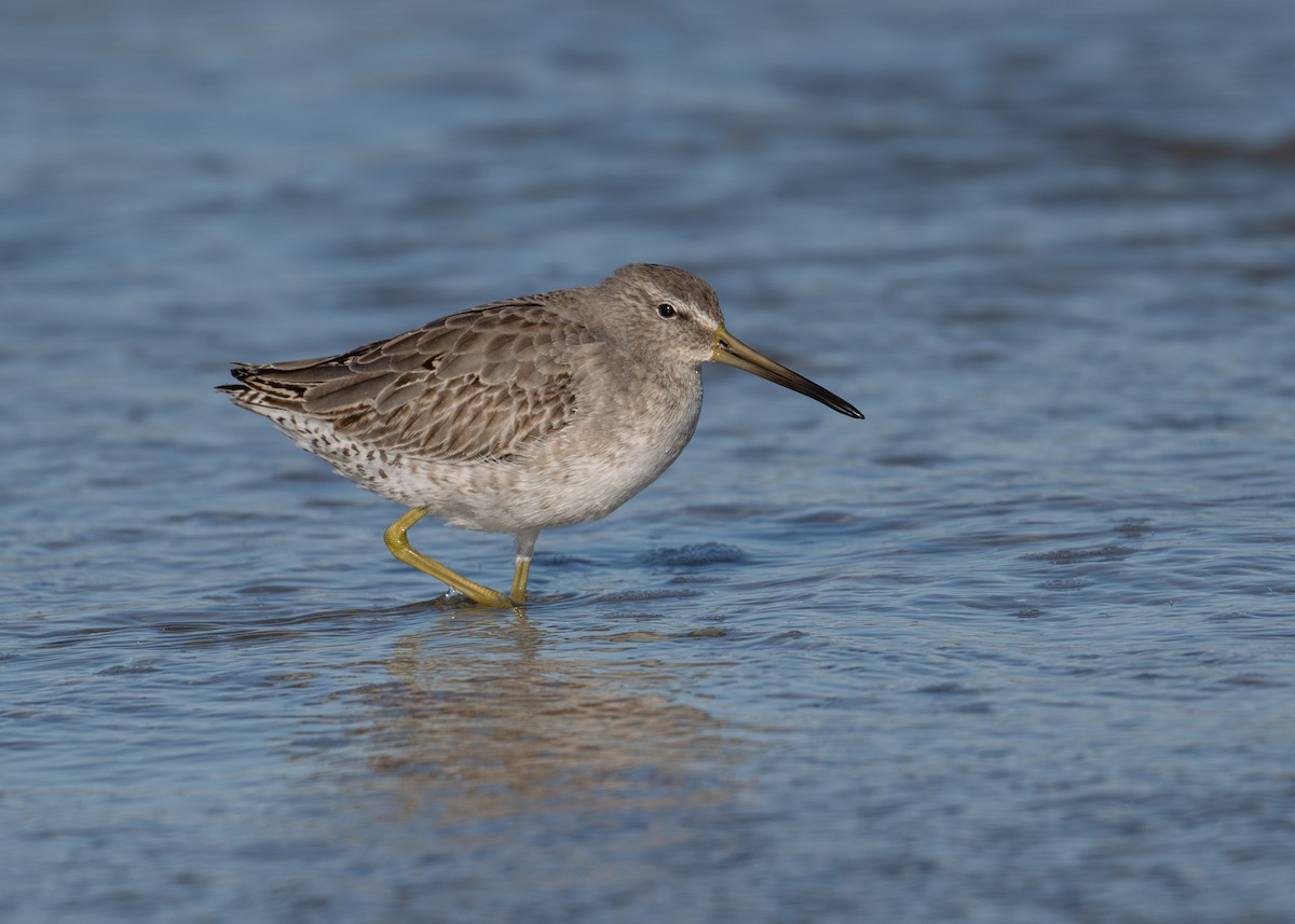 Short-billed Dowitcher - ML644382635