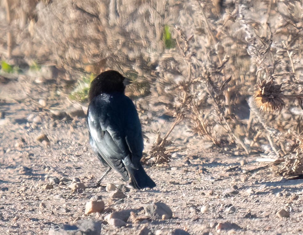 Braunkopf-Kuhstärling - ML644382643