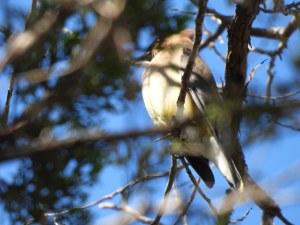 Cedar Waxwing - ML644382645