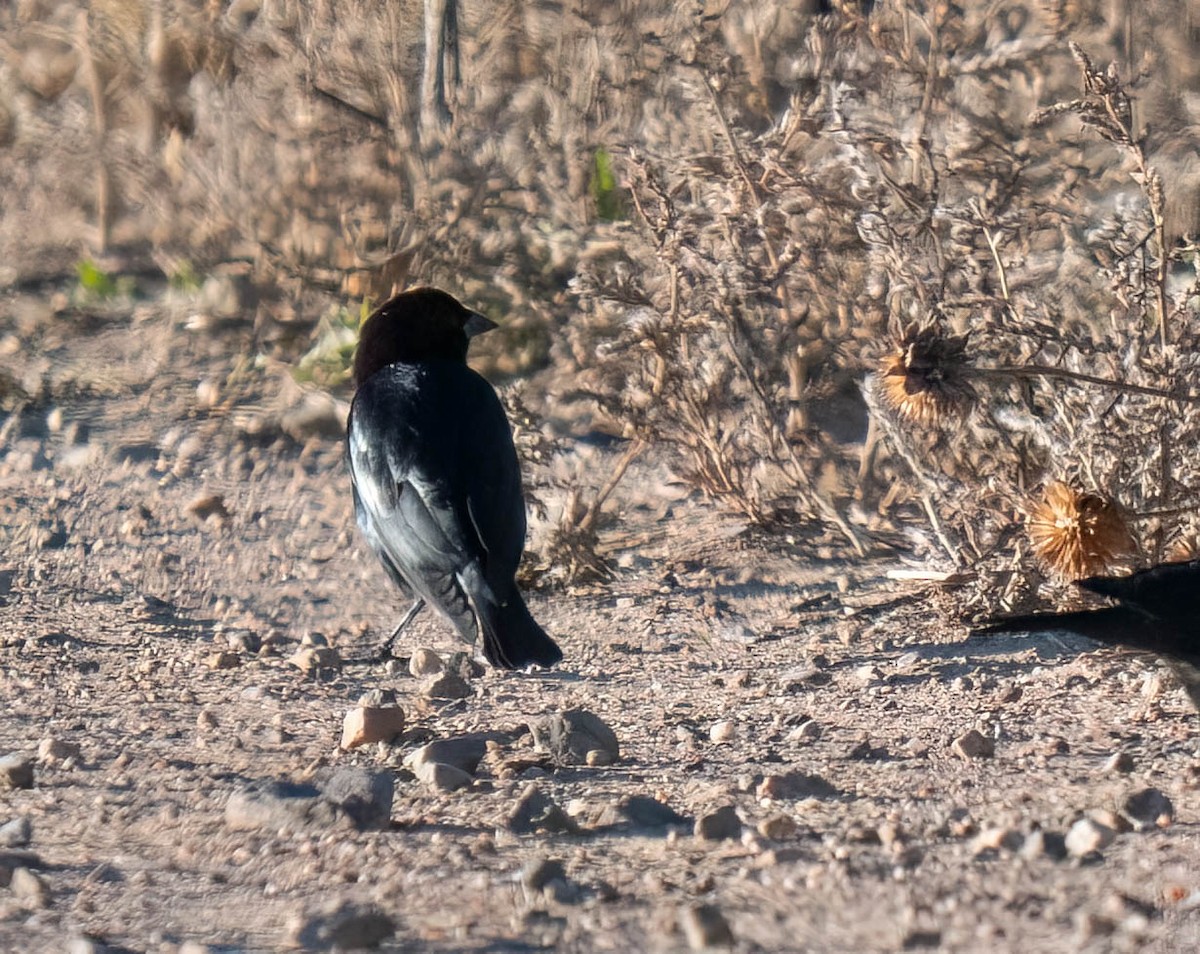 Braunkopf-Kuhstärling - ML644382646