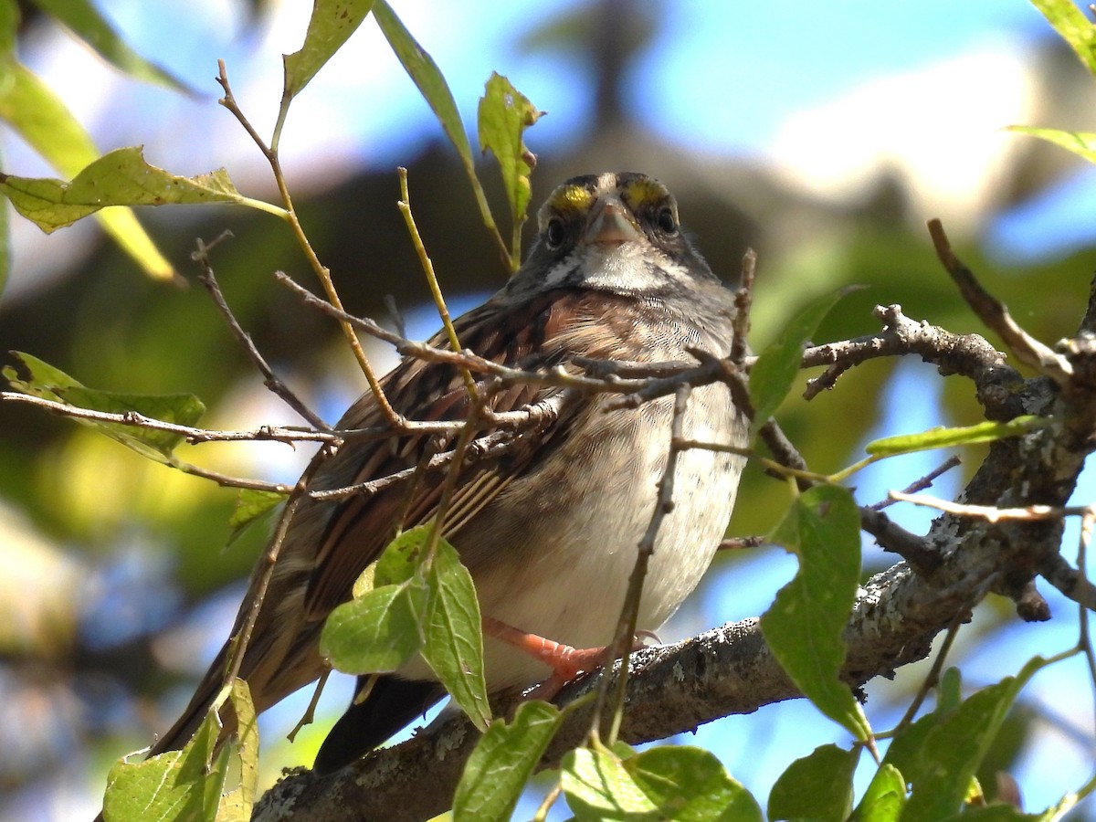 גיבתונית לבנת-גרון - ML644382678