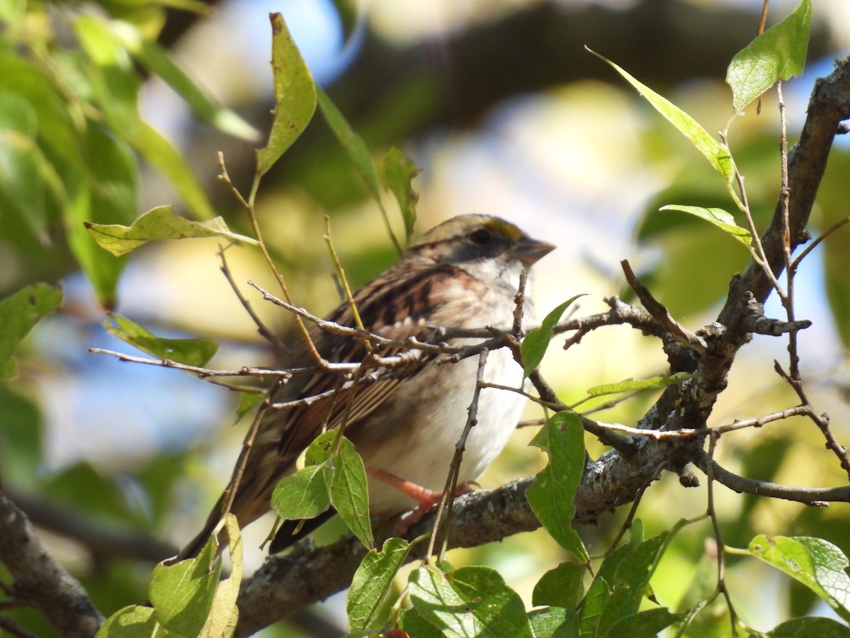 גיבתונית לבנת-גרון - ML644382679