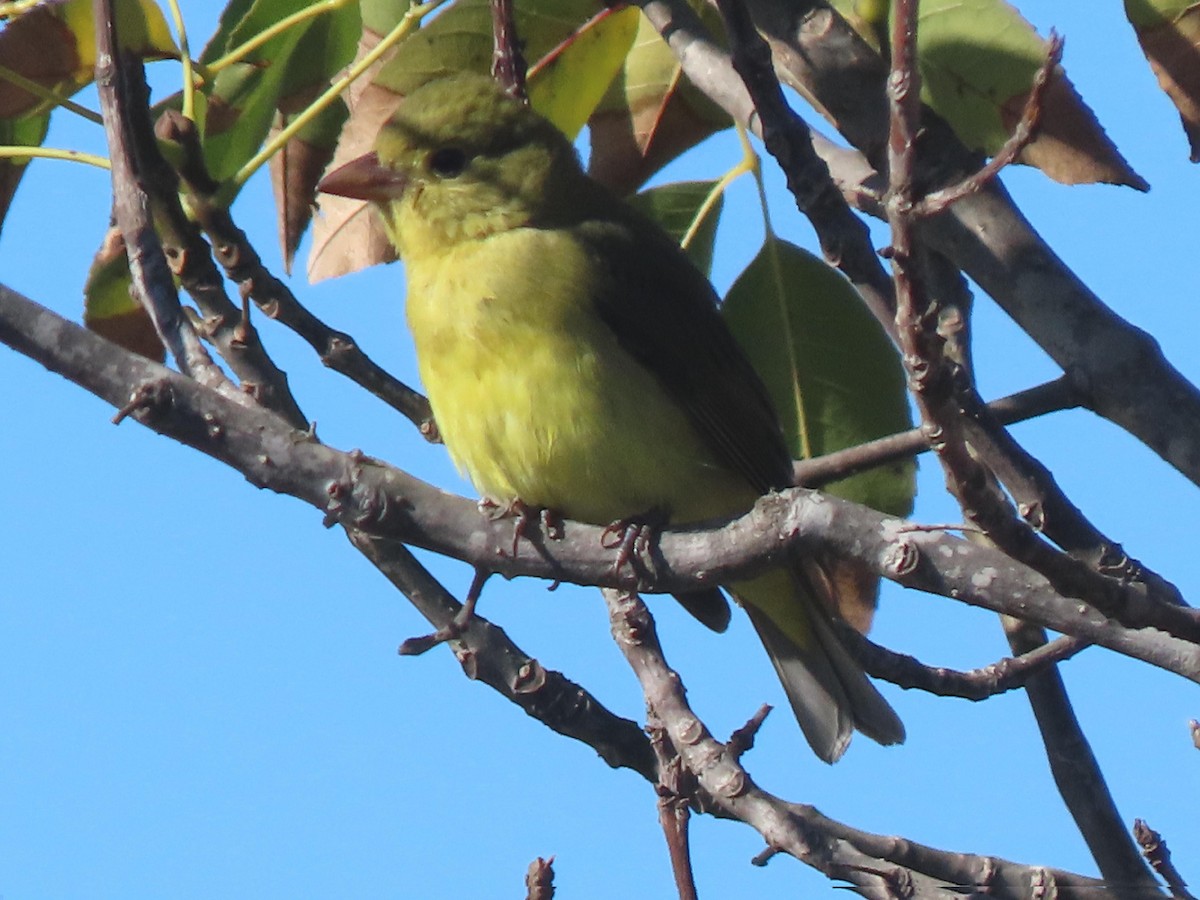 Scarlet Tanager - ML644382683