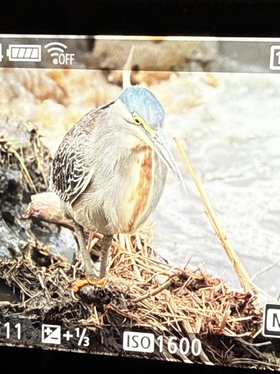 Black-headed Heron - ML644382710