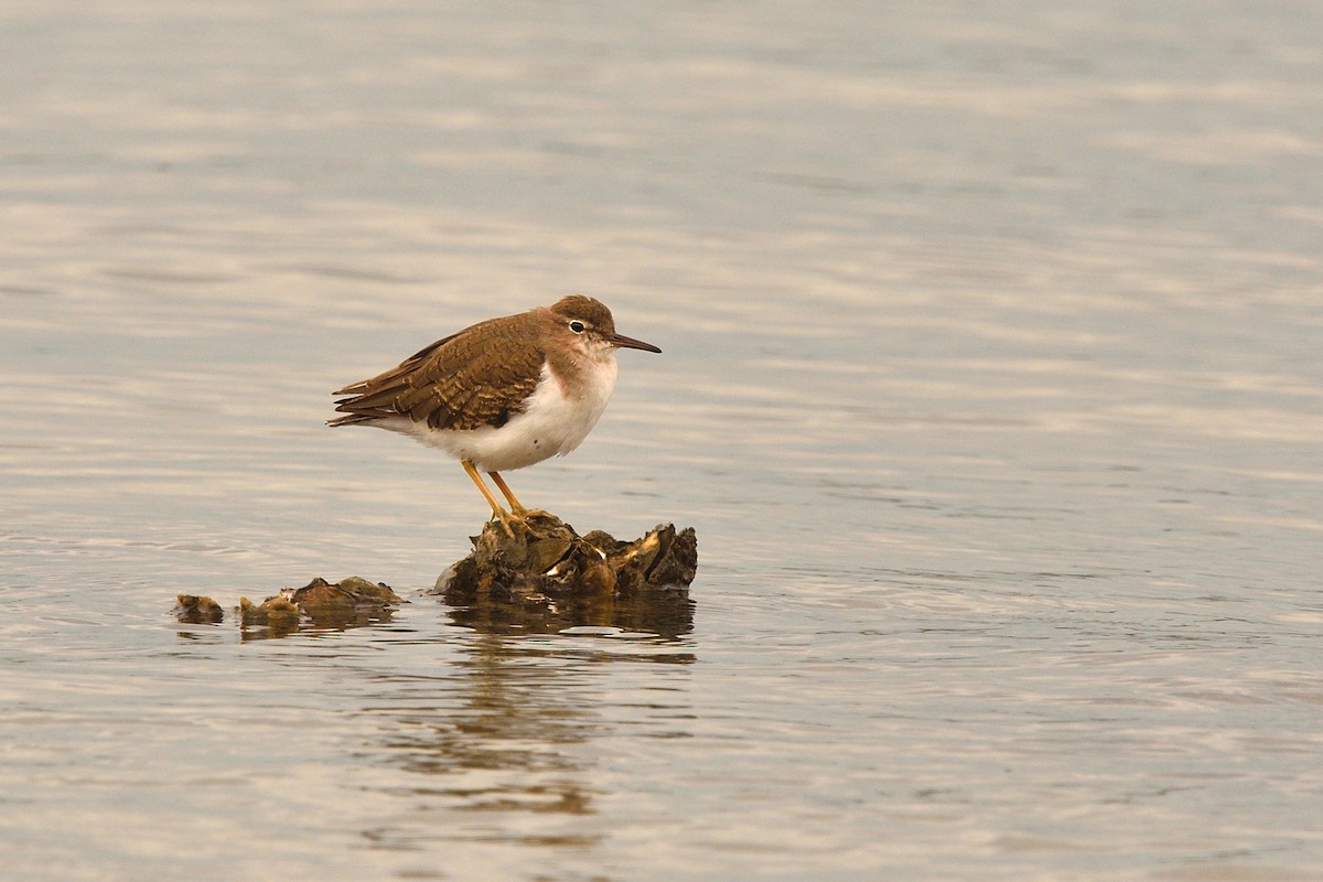 アメリカイソシギ - ML644382720