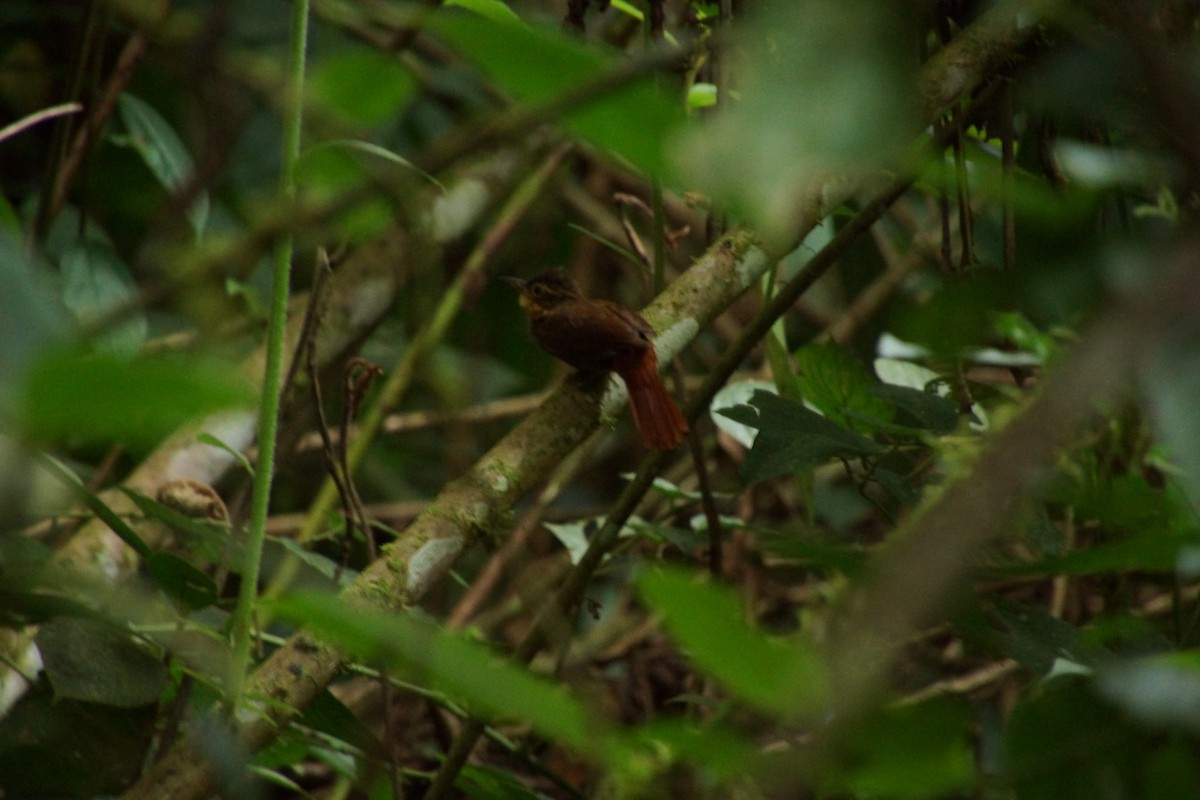 チビオニキバシリ - ML644382723