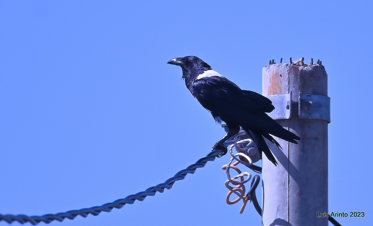 vrána černobílá - ML644382730