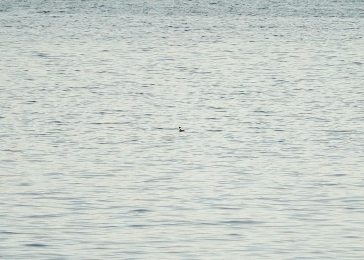 Ухаа шунгуур - ML644382733