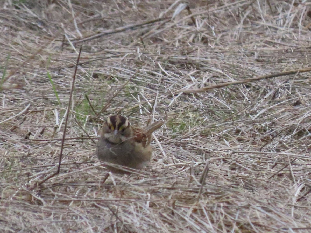 גיבתונית לבנת-גרון - ML644382737
