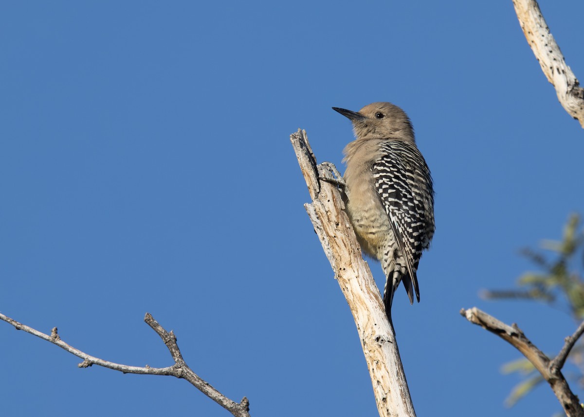 Pic des saguaros - ML644382738