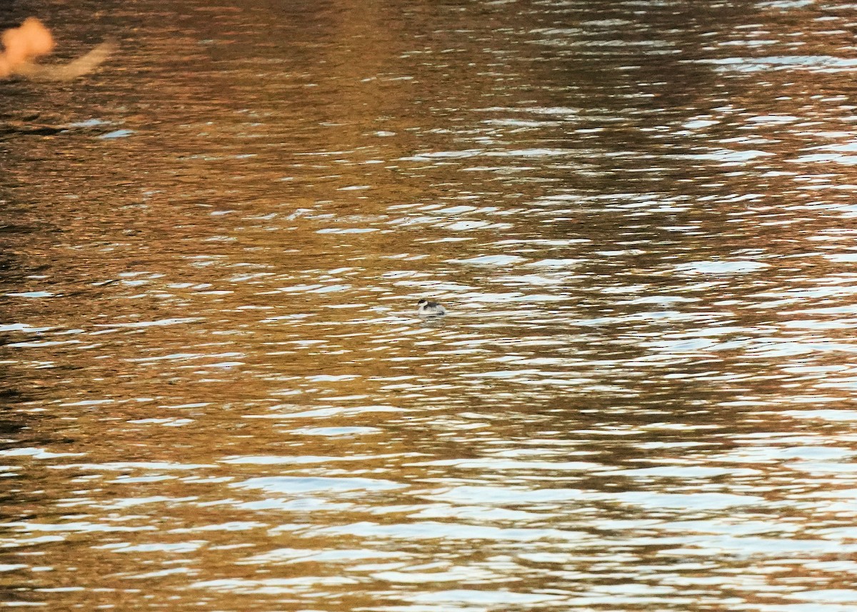 Ухаа шунгуур - ML644382740