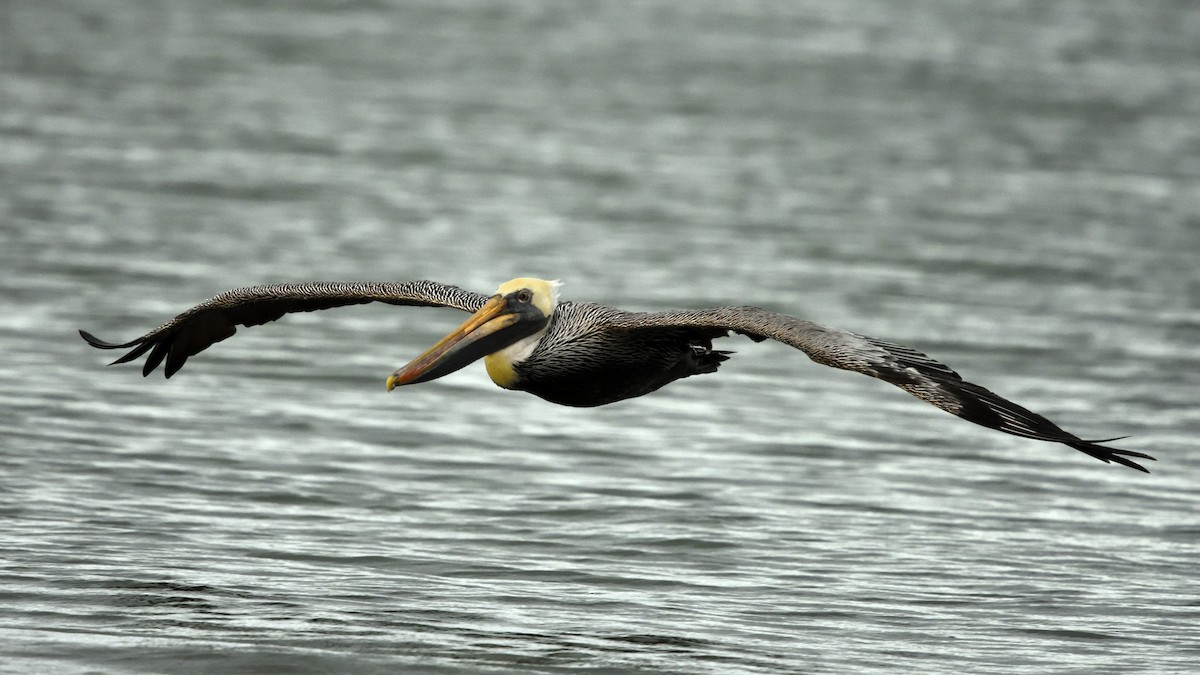 カッショクペリカン - ML644382741