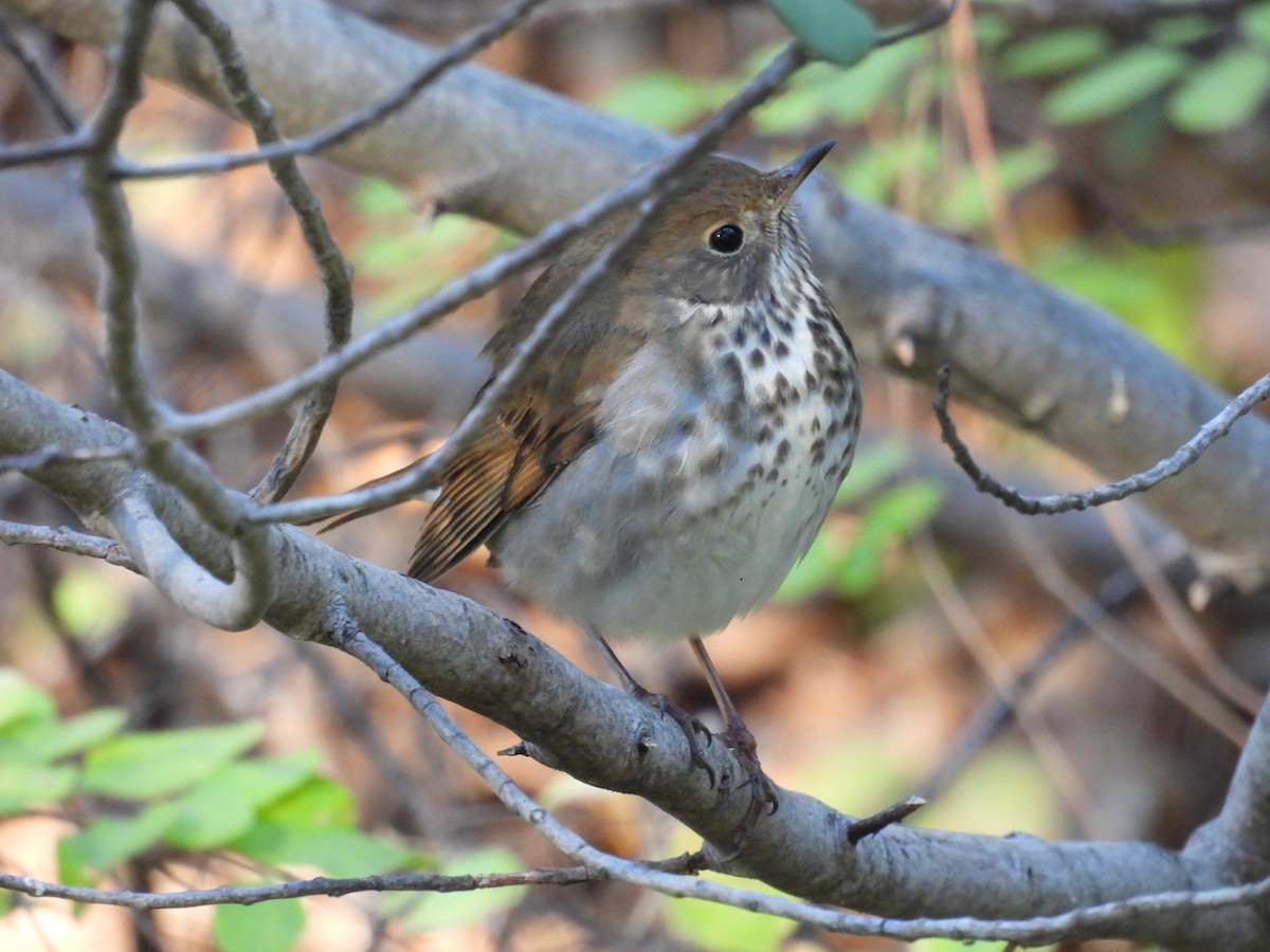 Дрізд-короткодзьоб плямистоволий - ML644382746
