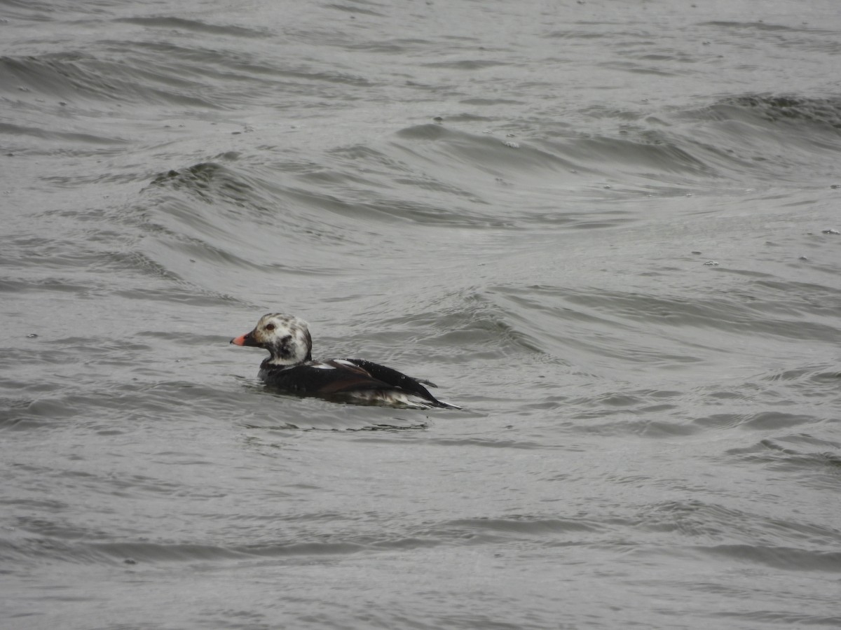 Long-tailed Duck - ML644382748