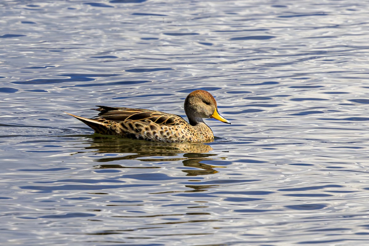 Шилохвіст жовтодзьобий - ML644382752