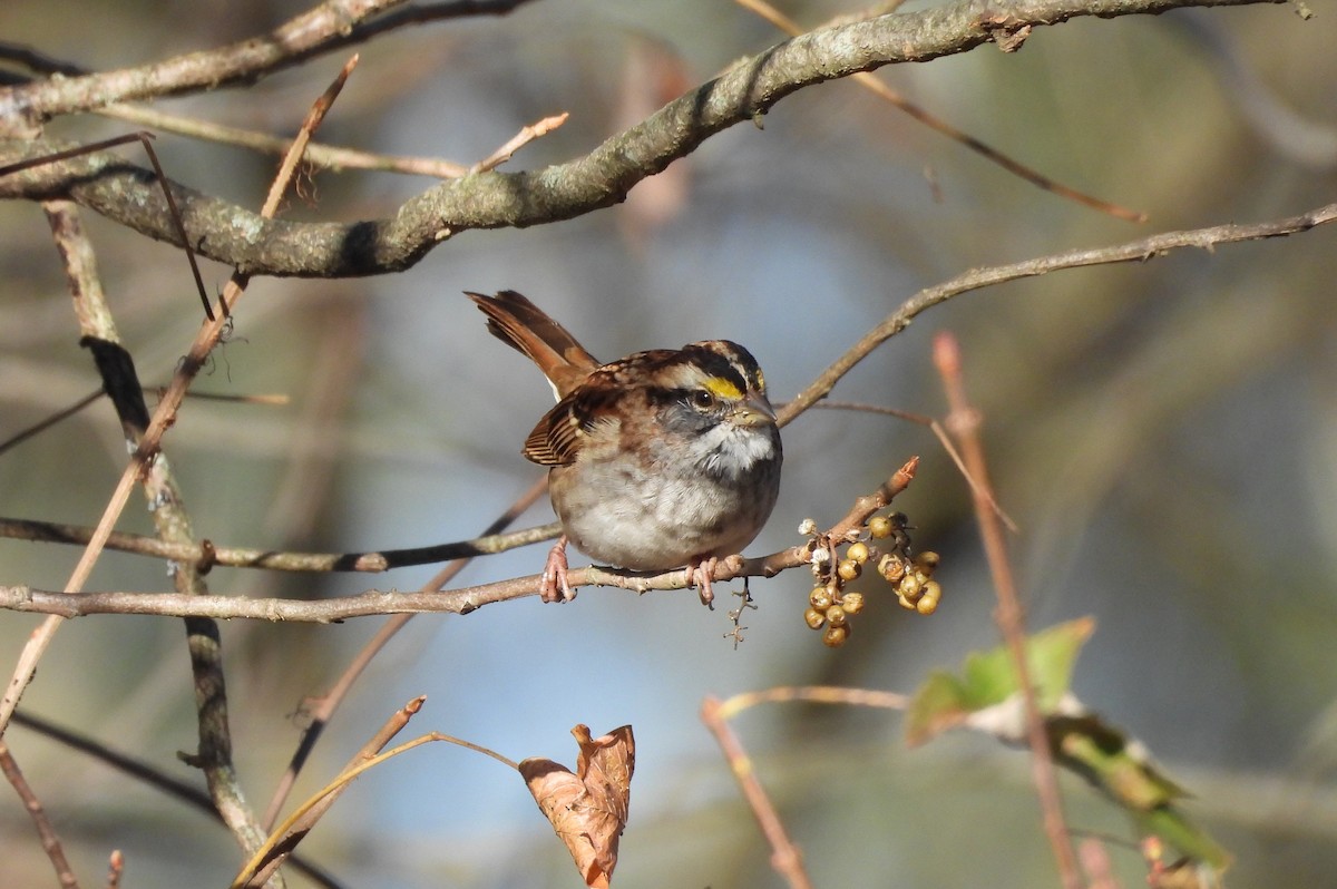 גיבתונית לבנת-גרון - ML644382761
